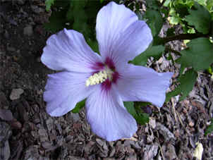 Hibiscus © Gérard Brandt