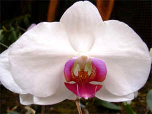 Orchidée © Gérard Brandt